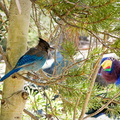 081a-BlueBirds